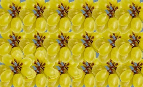 Dense Pattern with sprigs of green grapes with shadow. 库存照片