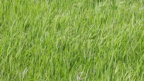 Dense pattern texture background of lush green grass blades blowing softly .. Stock Footage 344825948