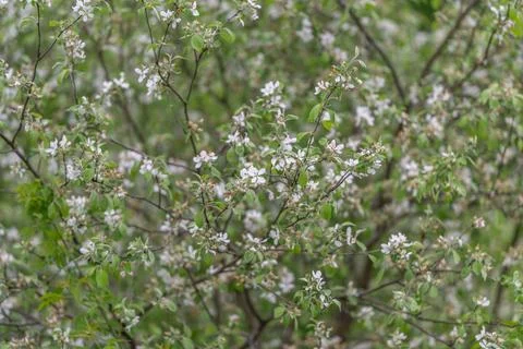 Dense pattern of white lilac blossoms forming delicate repeat texture with su Stock Photos