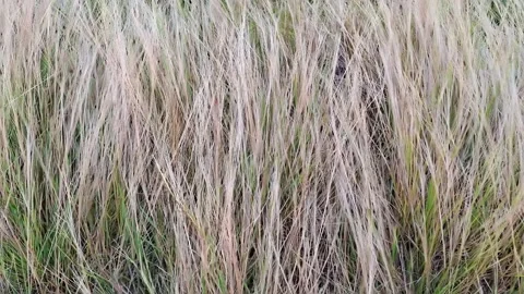 Dense Pattern of Withered Wild Grass in the Meadow Stock Footage 330385259