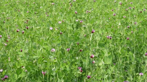 Dense Pea Field Stock Footage 332535625