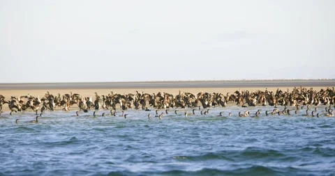 Dense Pelican Colony Along Remote Shoreline Stock Footage 341640260