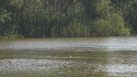 Dense Phragmites Reed Bed and Open Water, Maristany Lagoon, Mallorca Stock Footage 340589668