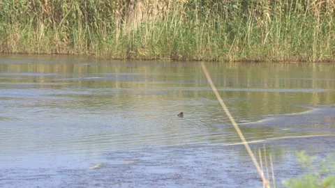 Dense Phragmites Reeds Fronting Open Lagoon, Maristany, Mallorca Stock Footage 340589643