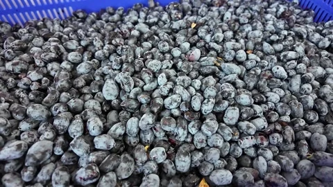 Dense pile of dark oval berries in blue crate, freshly harvested and covered Stock Footage 345412583