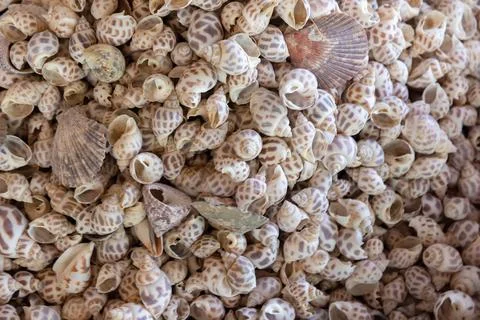 A dense pile of small patterned sea shells and scallop shells Stock Photos