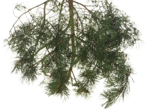 Dense pine branch with young cones isolated on a white background. Stock-Fotos