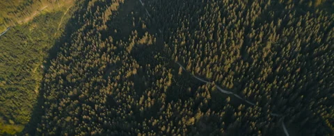 Dense Pine Forest Aerial View Stock Footage 312275182