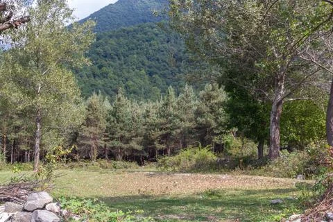 Dense Pine Forest and Lush Mountains in Azerbaijan Stock Photos