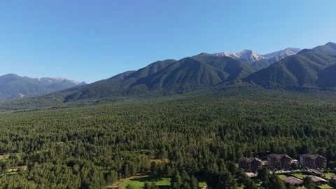 Dense Pine Forest and Mountains Pirin Bulgaria Stock Footage 343794077