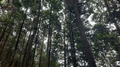 Dense pine forest background Stock Photos