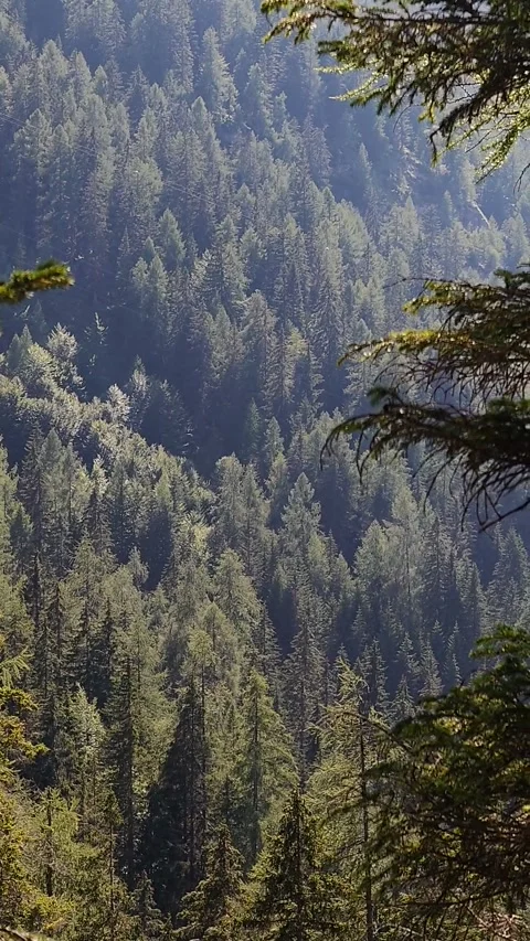 Dense pine forest canopy covering mountain slope framed by fir tree branches Stock Footage 347827226