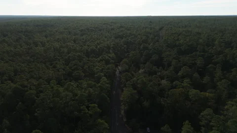 Dense pine forest canopy split by road stretching toward horizon under soft Stock Footage 325689493