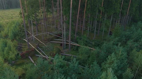 Dense pine forest clearing with fallen trunks, mossy ground, and tall trees Stock Footage 345529058