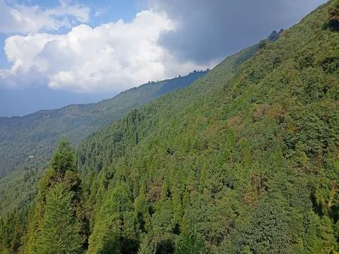 Dense Pine Forest Covering a Himalayan Mountain Ridge in Summer Stock Photos
