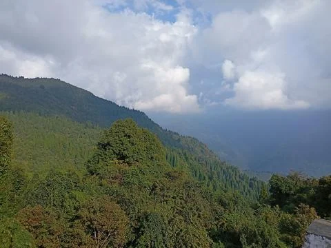Dense Pine Forest Covering a Himalayan Mountain Slope in Summer Stock Photos
