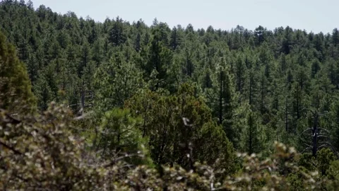 Dense pine forest covers a sunny hillside during daytime Stock Footage 329666997