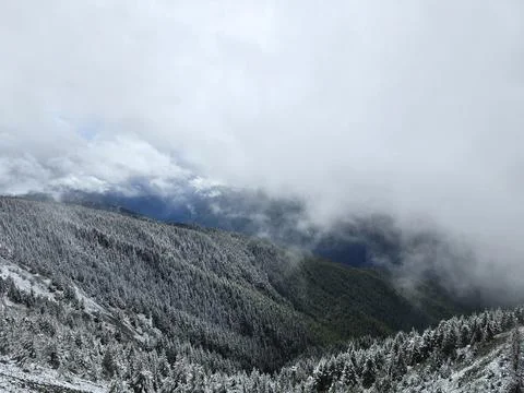 Dense pine forest dusted with snow on steep mountain slope Stock Photos