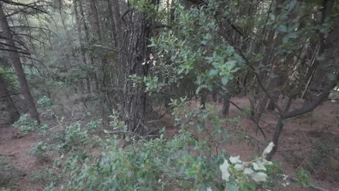 Dense Pine Forest Emerging From Shrubs With Heavy Ground Cover Stock Footage 326164726