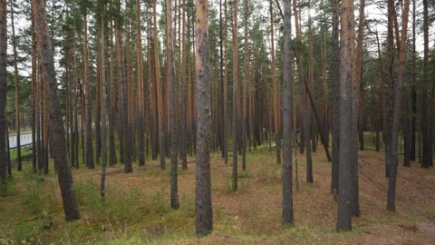 Dense Pine Forest with Fallen Leaves and Tall Tree Trunks Stock Footage 347742152