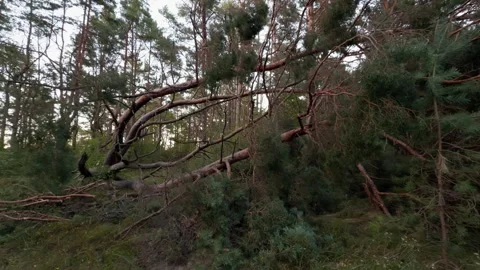 Dense pine forest with fallen trunks and tangled branches beneath soft overcast Stock Footage 344974487