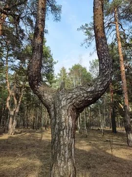 Dense pine forest featuring a uniquely split tree forming a slingshot shape.. Fotos de archivo
