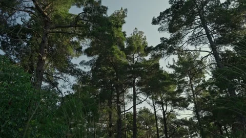 Dense Pine Forest Stock Footage 339709597