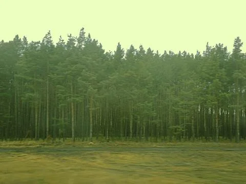 Dense pine forest with grassy foreground Stock Photos
