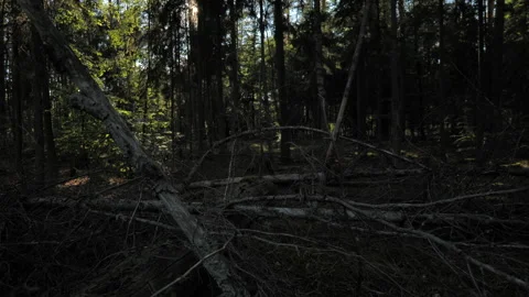 Dense Pine Forest Interior With Dappled Sunlight Through Canopy, Summer Vídeos de archivo 342495878