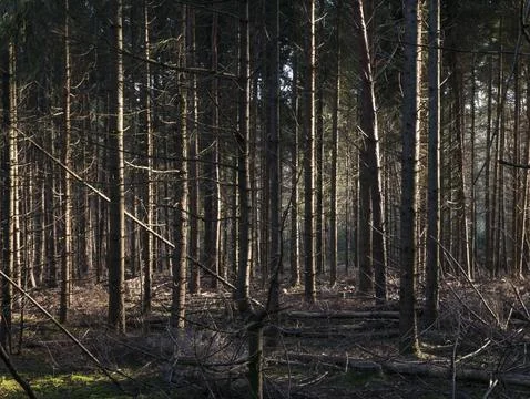 Dense pine forest interior with tall straight trunks, golden sunlight shaft.. Stock Photos
