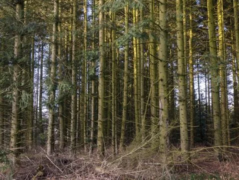 Dense pine forest interior with tall straight trunks, golden sunlight shaft.. Stock Photos