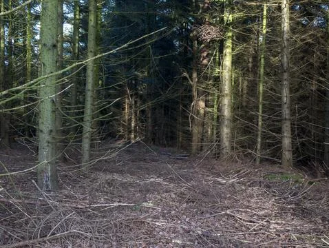 Dense pine forest interior with tall straight trunks, golden sunlight shaft.. Stock Photos
