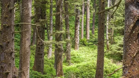 Dense Pine Forest Landscape Along Cape Falcon Trail 4K Aerial Footage of Orego Stock Footage 309316260