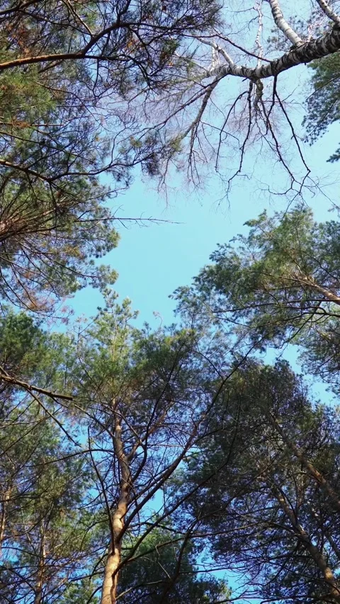 Dense pine forest landscape with tall tree trunks and fallen leaves in autumn Stock Footage 346399230