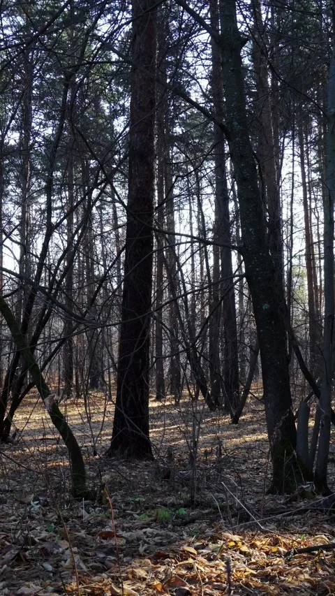 Dense pine forest landscape with tall tree trunks and fallen leaves in autumn Stock Footage 346639831