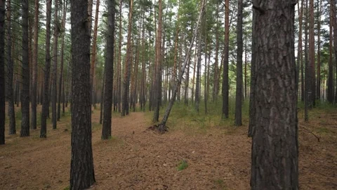 Dense Pine Forest with Leaf-Covered Ground and Tall Trees Stock Footage 347740949