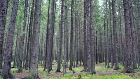 Dense pine forest with lot of trees Stock Footage 82546184