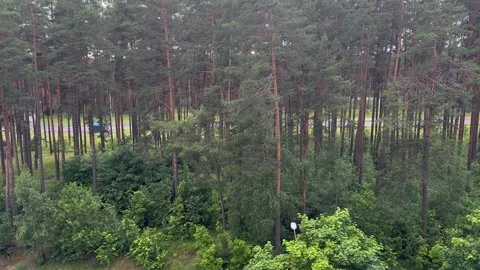Dense pine forest with lush green undergrowth and road in the background Stock Footage 337302442