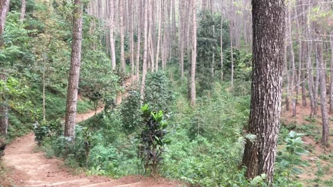 A Dense Pine Forest with Lush Green Bush Undergrowth Stockbeeldmateriaal 346430645