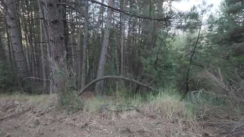 Dense Pine Forest With Mediterranean Vegetation Before Sunset Light Vídeo Stock 326165259