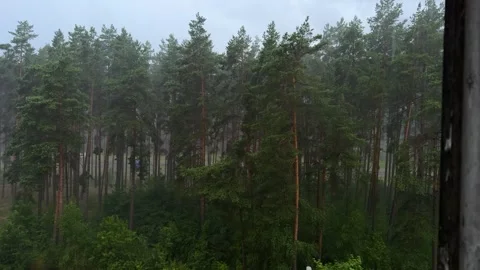Dense pine forest in misty rainy weather, tall evergreen trees  库存影片 339723744