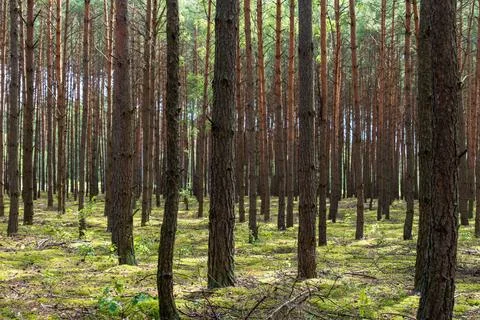 Dense Pine Forest with Mossy Floor in Nowy Lubiel, Poland Stock Photos