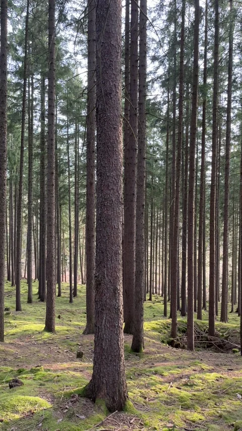 Dense Pine Forest with Mossy Ground Stock Footage 304009046