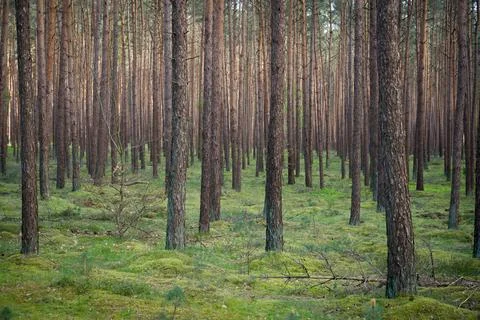 Dense Pine Forest with Mossy Ground Foto stock