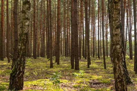 Dense Pine Forest with Mossy Ground in Nowy Lubiel, Poland Stock Photos