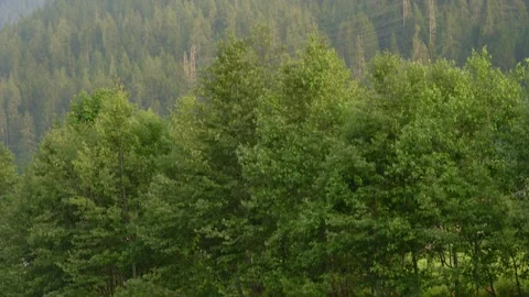 Dense pine forest on a mountain slope in the Swiss Alps Video stock 312677358