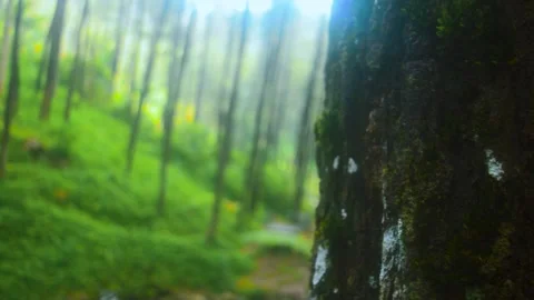 Dense pine forest in the mountains of Java island with sunbeams filtering t.. Stock Footage 340056712