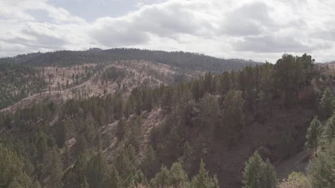 Dense Pine Forest on Oregon Mountain Hillside Vídeos de archivo 333707115
