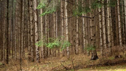 Dense pine forest pan shot on a rainy, overcast day Stock Footage 125936096
