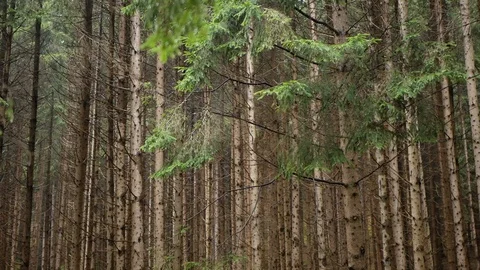 Dense pine forest pan shot on a rainy, overcast day Stock Footage 125936210